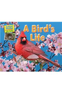 A Bird's Life