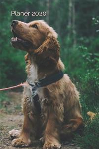 Planer 2020