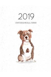 2019 Staffordshire Bull Terrier
