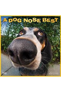 Dog Nose Best, a 2020 Square