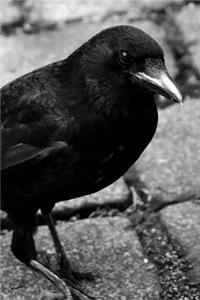 Common Raven Standing on Bricks in Black and White Journal