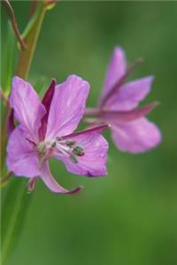 Pinkish Purple Wildflower - Blank Notebook