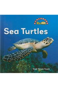 Sea Turtles