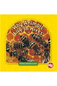 Why Animals Live in Hives