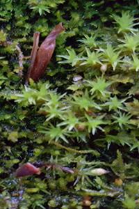 School Composition Book Moss Shingles Close Up