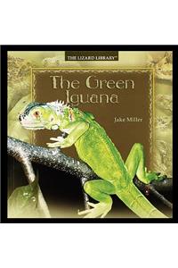 Green Iguana