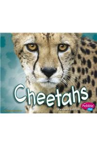 Cheetahs