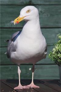 Gull Journal (Common Seagull)