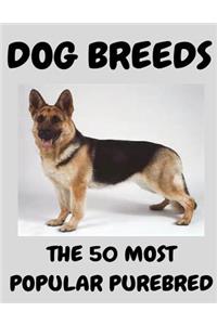 The 50 Most Popular Purebred Dog Breeds