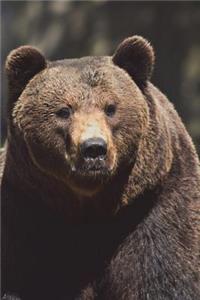 Say Hello to the Grizzly Bear Journal