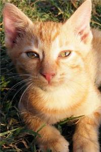 Such a Sweet Orange Kitten Cat Journal