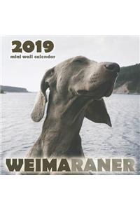 Weimaraner 2019 Mini Wall Calendar