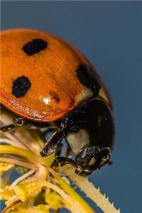 Ladybug Journal