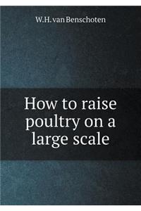How to raise poultry on a large scale
