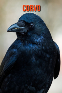 Corvo