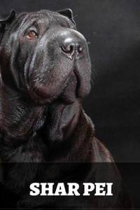 Shar Pei