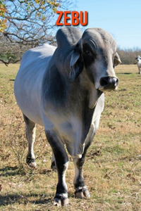 Zebu