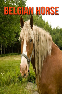 Belgian Horse