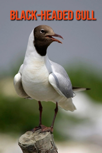 Black-Headed Gull