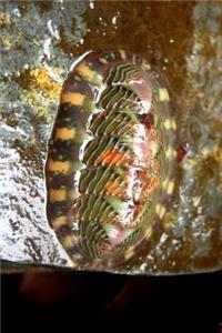 Lined Chiton Tonicella Lineata in Alaska Journal