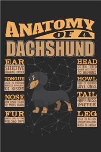 Anatomy Of A Dachshund