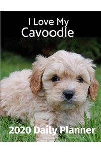 I Love My Cavoodle