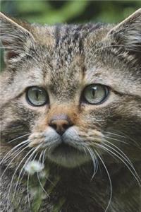 European Wildcat Journal