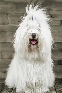 Coton de Tulear