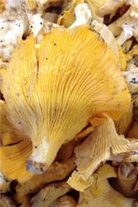 Fresh Chanterelle Mushrooms Journal