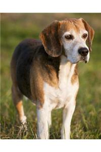 Foxhound Beagle