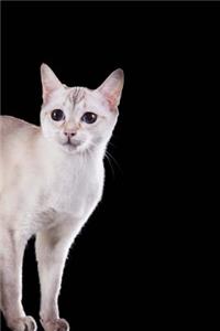 Tonkinese