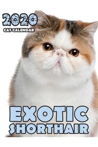 Exotic Shorthair 2020 Cat Calendar