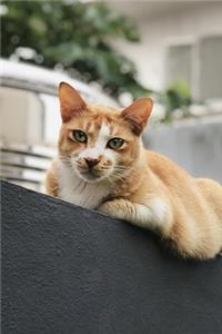 Orange Cat on the Garden Wall Journal