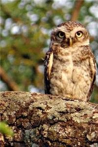 A Spotted Owl Looking Out on a Branch Journal