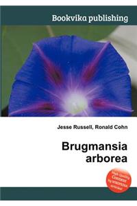 Brugmansia Arborea