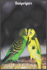 Budgerigars 2021 Wall Calendar