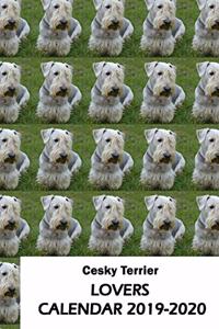 Cesky Terrier Lovers Calendar 2019-2020