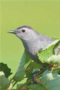Gray Catbird on a Branch Journal