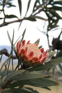 A South African Indigenous Protea Sugarbush Flowering Plant Journal