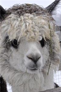 Such a Sweet Face! Adorable Alpaca Journal