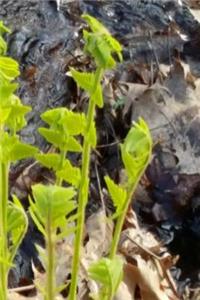 Journal Spring Ferns Water