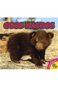 Osos Negros