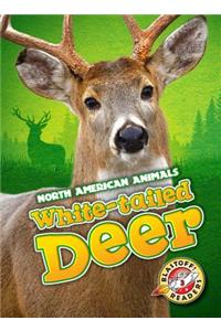 White-Tailed Deer