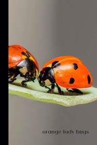 Orange Lady Bugs