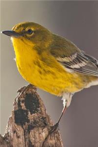 Pine Warbler (Dendroica Pinus) Bird Journal