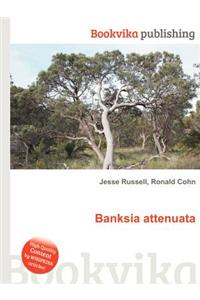 Banksia Attenuata