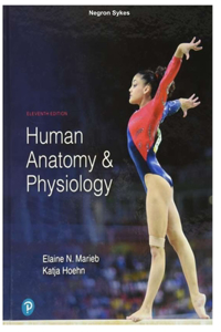 Human Anatomy & Physiology