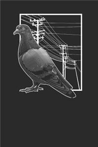 Pigeon With Electric Wire