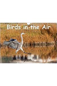 Birds in the Air 2017