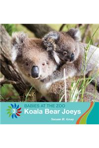 Koala Bear Joeys